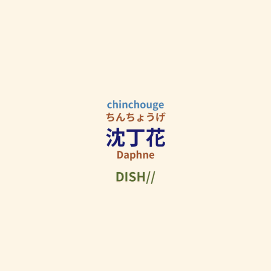 DISH// - 沈丁花/Daphne